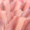 Pangasius fillets macro