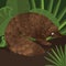 Pangolin between leaf in forest drawing illustration