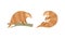 Pangolin or Scaly Anteater with Clawed Paw Sitting on Tree Branch Vector Set