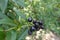 Panicle of black berries of common privet