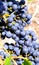 Panicle with blue grapes against blurry background