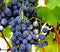 Panicle with blue grapes and green leaves just before the harvest