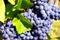 Panicle with blue grapes and green leaves just before the harvest   3