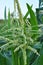 Panicle of corn blooms in a field