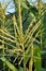 Panicle of corn blooms in a field