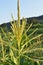 Panicle of corn blooms in a field