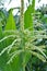 Panicle of corn blooms in a field