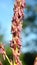 Panicle of corn blooms in a field