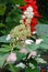 Panicle hydrangea. Gorgeous bright flower of hydrangea paniculata paniculata.