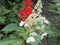 Panicle hydrangea. Gorgeous bright flower of hydrangea paniculata paniculata. Panicle hydrangea.