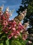 Panicle Hydrangea (Hydrangea paniculata) \\\'Pinky Winky\\\' with large white panicles in summer