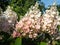 Panicle Hydrangea (Hydrangea paniculata) \\\'Pinky Winky\\\' with white panicles in summer