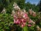 Panicle Hydrangea (Hydrangea paniculata) \\\'Pinky Winky\\\' with white panicles in summer