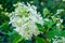 Panicle hydrangea of white color