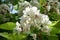 Panicle of showy white flowers of catalpa