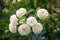 Panicle white rose