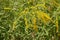 Panicle of yellow flowers of Solidago canadensis in August