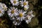 Panicled aster or tall white aster on an autumn day.