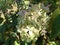 The panicled hydrangea Hydrangea paniculata, Rispen-Hortensie oder Rispenhortensie