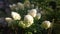 Panicled hydrangea Hydrangea paniculata white flowers