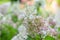 Panicled Hydrangea paniculata, white and pink flowering shrub
