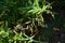 Panicled tick trefoil fruits. Prickly seeds.