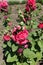 Panicles of double red flowers of hollyhock