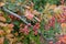 Panicles of red berries of barberry in autumn