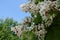 Panicles of white flowers of catalpa tree against the sky