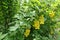 Panicles of yellow flowers of barberry in spring