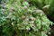 Paniculate Fuchsia, Fuchsia paniculata, Deciduous shrub