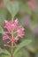 Paniculate Fuchsia paniculata pink flowers