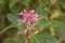 Paniculate Fuchsia paniculata pink inflorescence