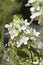 Paniculate hydrangea Cofetti