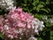 Paniculate hydrangea (Hydrangea paniculata) \\\'Vanille Fraise\\\' flowering