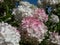 Paniculate hydrangea (Hydrangea paniculata) \\\'Vanille Fraise\\\' flowering with pyramid-shaped white flowers