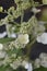 Paniculate hydrangea Phantom