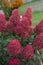 Paniculate hydrangea variety Fraise Melba with beautiful bright pink or burgundy inflorescences in autumn in the garden