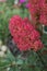 Paniculate hydrangea variety Fraise Melba with beautiful bright pink or burgundy inflorescences in autumn in the garden