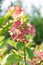 Paniculate hydrangea variety Wim\\\'s Red with beautiful bright pink inflorescences in autumn in the garden