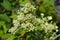 Paniculate hydrangea Wims Red