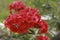 Paniculate phlox blooms beautifully in the garden