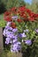 Paniculate phlox blooms beautifully in the garden