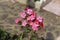 Paniculate phlox blooms beautifully in the garden