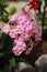 Paniculate phlox blooms beautifully in the garden