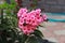 Paniculate phlox blooms beautifully in the garden