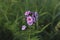 Paniculate phlox blooms beautifully in the garden in summer