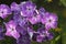 Paniculate phlox garden phlox in bloom, close up