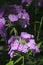 Paniculate phlox garden phlox in bloom, close up shot