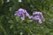 Paniculate phlox garden phlox in bloom, close up shot